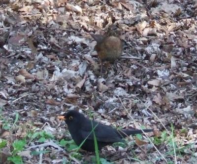 Прикрепленное изображение: Sdr1.jpg